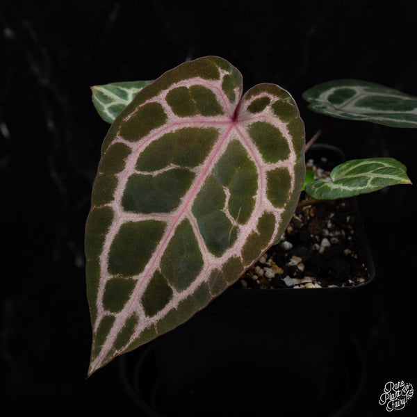 Anthurium Zara '33' x Home, Sweet Home '32' by DocBlock® *Grower's choice*
