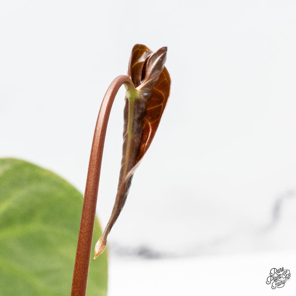 Anthurium Crystallinum Variegated (wk49-UL)