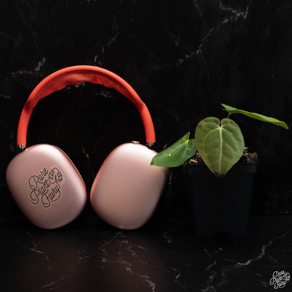 Anthurium dorayaki x antolakii (previously BVEP) *Grower's Choice*