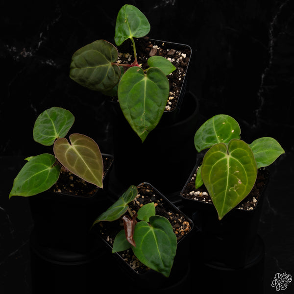 Anthurium dorayaki x antolakii (previously BVEP) *Grower's Choice*