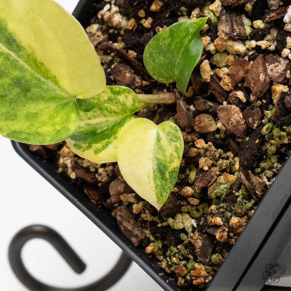 Anthurium 'Forgetii' variegated (wk5-UM)