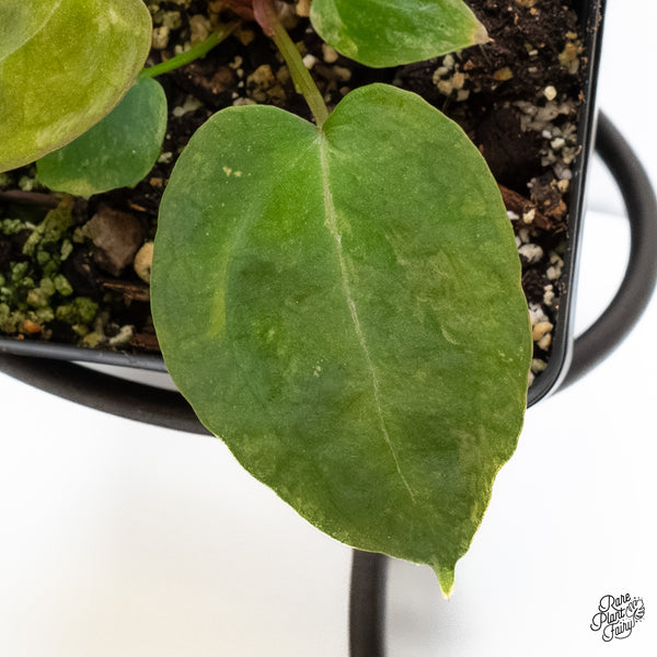 Anthurium 'Forgetii' variegated (wk6-UC)