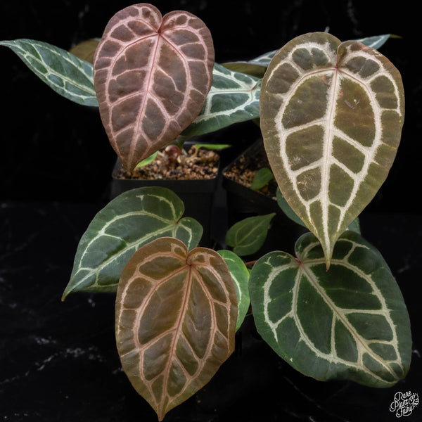 Anthurium Orange '26' x DocBlock Red Crystal '12' by DocBlock® *Grower's choice*