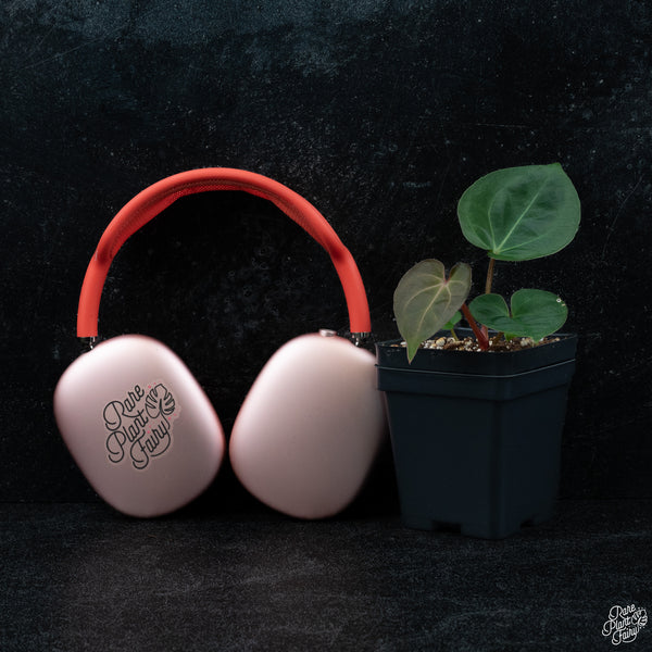 Anthurium 'King of Spades' x carlablackiae *Grower's Choice*