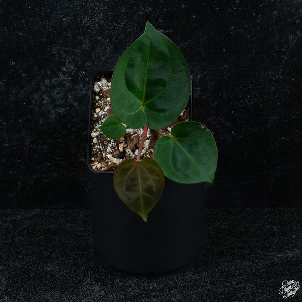 Anthurium 'King of Spades' x carlablackiae *Grower's Choice*