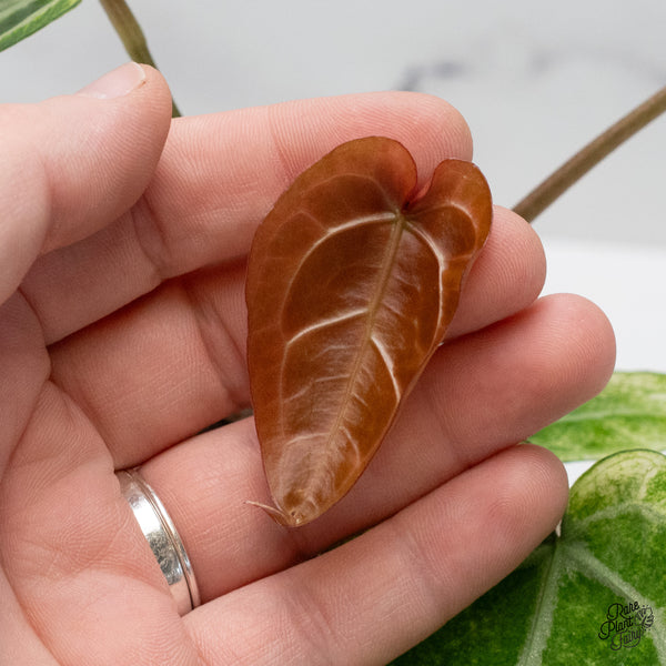 Anthurium NSE Red Crystallinum x Crystallinum Variegated (wk49-UD)