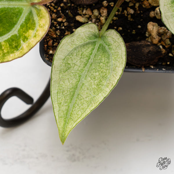 Anthurium NSE Red Crystallinum x Crystallinum Variegated (wk2-UB)