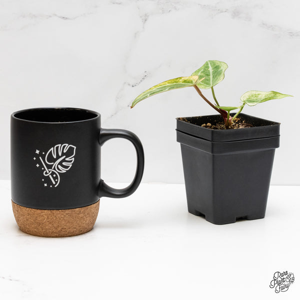 Anthurium NSE Red Crystallinum x Crystallinum Variegated (wk2-UB)