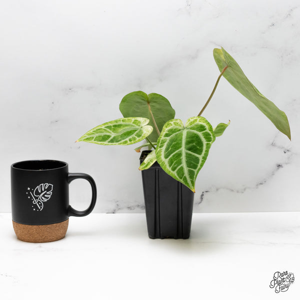 Anthurium NSE Red Crystallinum x Variegated Crystallinum Variegated (wk48-UK)