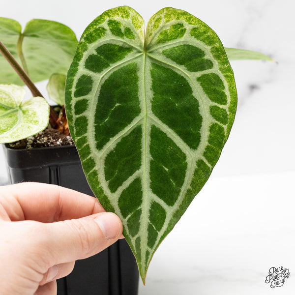 Anthurium NSE Red Crystallinum x Variegated Crystallinum Variegated (wk48-UK)