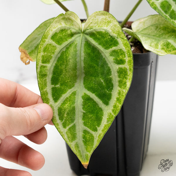 Anthurium NSE Red Crystallinum x Variegated Crystallinum Variegated (wk48-UK)