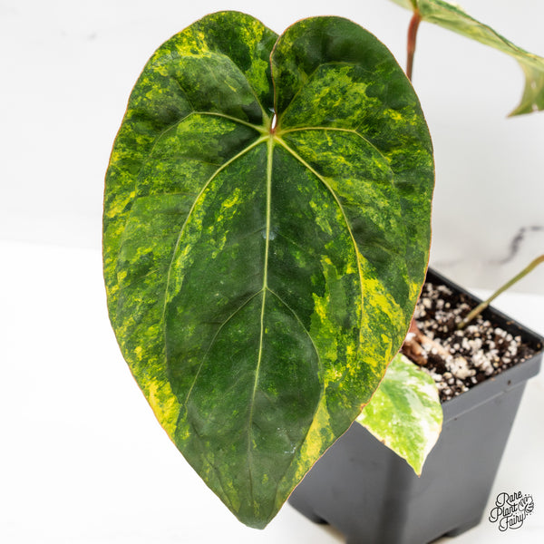 Anthurium Papillilaminum x Dressleri 'Rio Gaunche' (wk48-UA)