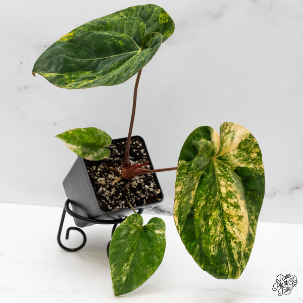 Anthurium Papillilaminum x Dressleri 'Rio Gaunche' (wk48-UA)