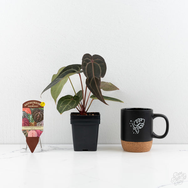 Anthurium Purple Rain '27' x Red Velvet Cake '24' by DocBlock® (wk9-L)