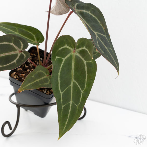 Anthurium Purple Rain '27' x Red Velvet Cake '24' by DocBlock® (wk9-L)