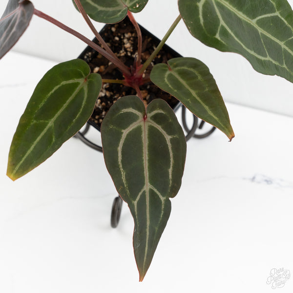 Anthurium Purple Rain '27' x Red Velvet Cake '24' by DocBlock® (wk9-L)