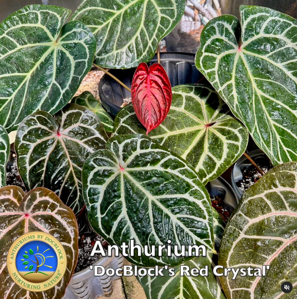 Anthurium Thor's Lightning '51' x Red Crystal '12' by DocBlock® *Grower's choice*