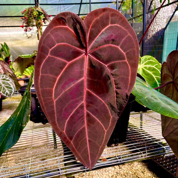 Anthurium Michelle '1' x Red Velvet Cake '24' by DocBlock® *Grower's choice*
