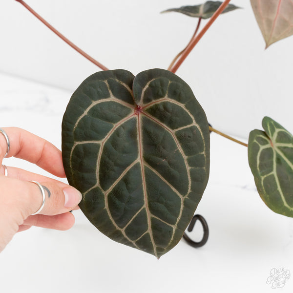 Anthurium Red Velvet Cake '24' x Home, Sweet Home '32' by DocBlock® (wk9-M)