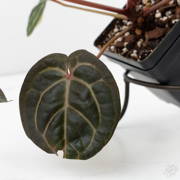 Anthurium Red Velvet Cake '24' x Home, Sweet Home '32' by DocBlock® (wk9-M)