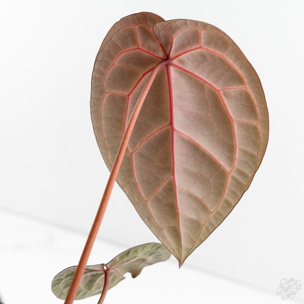 Anthurium Red Velvet Cake '24' x Home, Sweet Home '32' by DocBlock® (wk9-M)