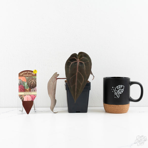 Anthurium Red Velvet Cake '24' x Red Velvet Cake '24' by DocBlock® (wk9-Y)