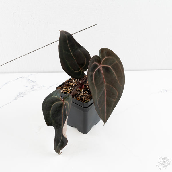 Anthurium Red Velvet Cake '24' x Red Velvet Cake '24' by DocBlock® (wk9-Y)