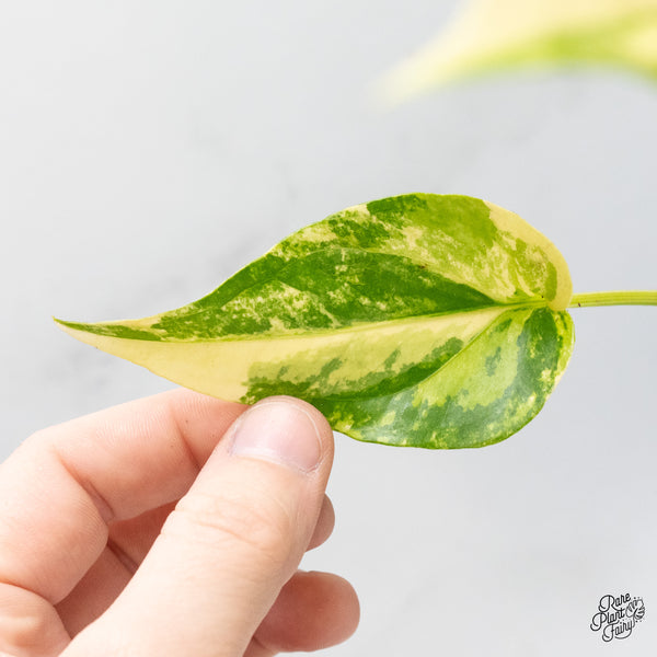 Anthurium 'Renaissance' Variegated (wk51-B)