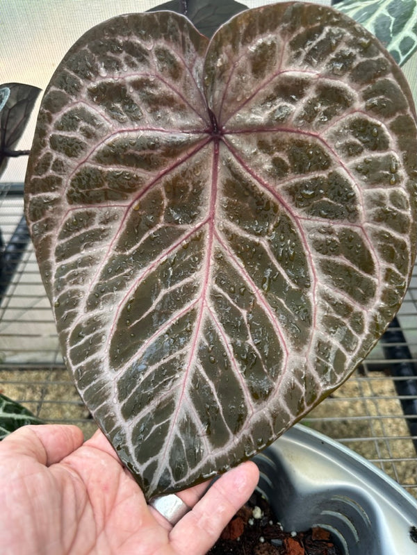 Anthurium Tortoise Shell Brown '34' x Purple Rain '27' by DocBlock® *Grower's choice*