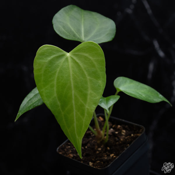 Anthurium 'Delta Force' *Grower's Choice*