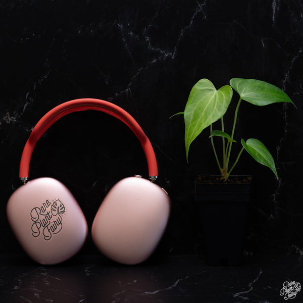 Anthurium 'Delta Force' *Grower's Choice*