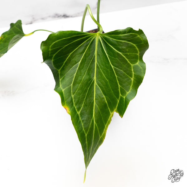 Anthurium 'Delta Force' (wk45-B)