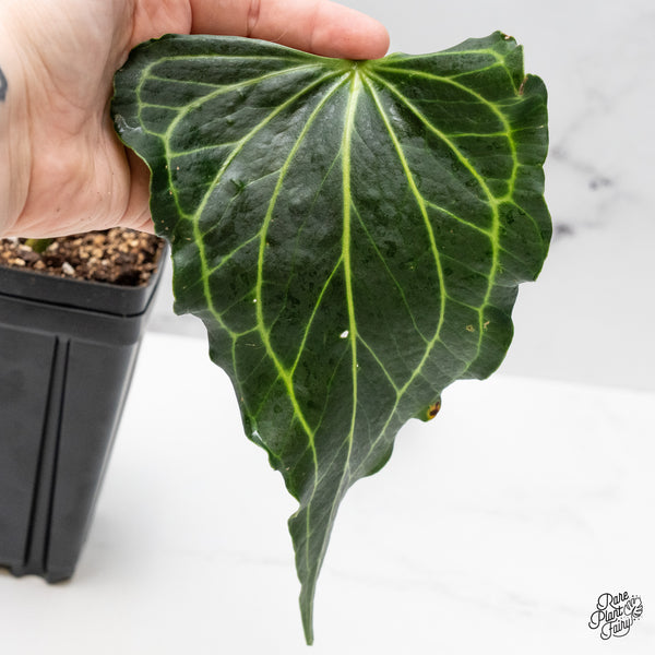 Anthurium 'Delta Force' (wk45-B)