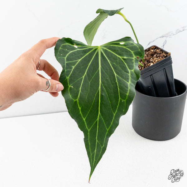 Anthurium 'Delta Force' (wk47-N)