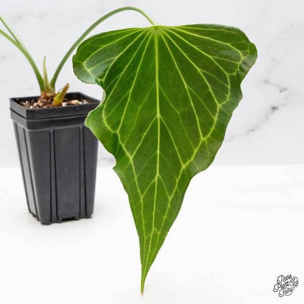 Anthurium 'Delta Force' (wk51-A)