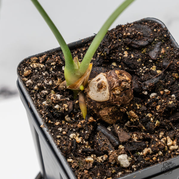 Anthurium 'Delta Force' (wk51-Q)