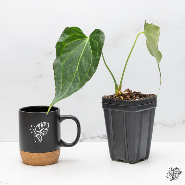 Anthurium 'Delta Force' (wk51-Q)