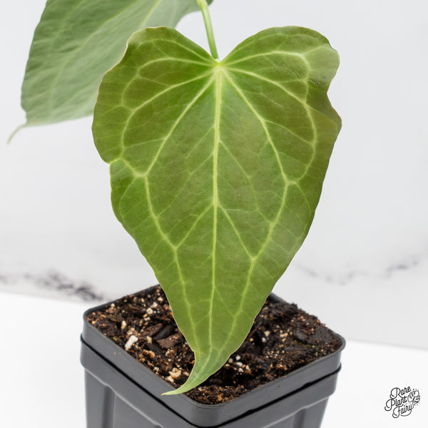 Anthurium 'Delta Force' (wk51-Q)