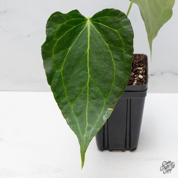 Anthurium 'Delta Force' (wk51-Q)