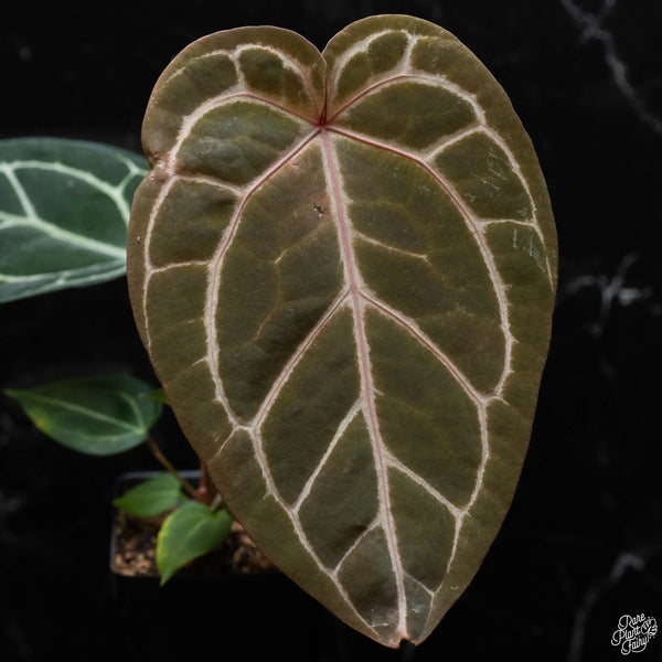 Anthurium Orange '26' x DocBlock Red Crystal '12' by DocBlock® *Grower's choice*