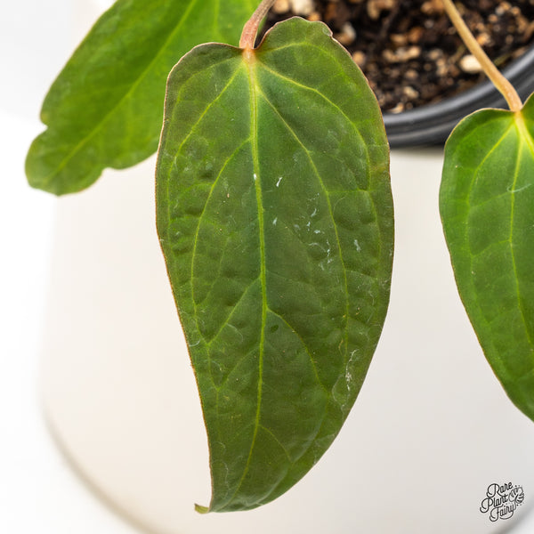 Anthurium 'Tropiflora Delta' x Antolakii (Formerly BVEP) (wk46-Q)