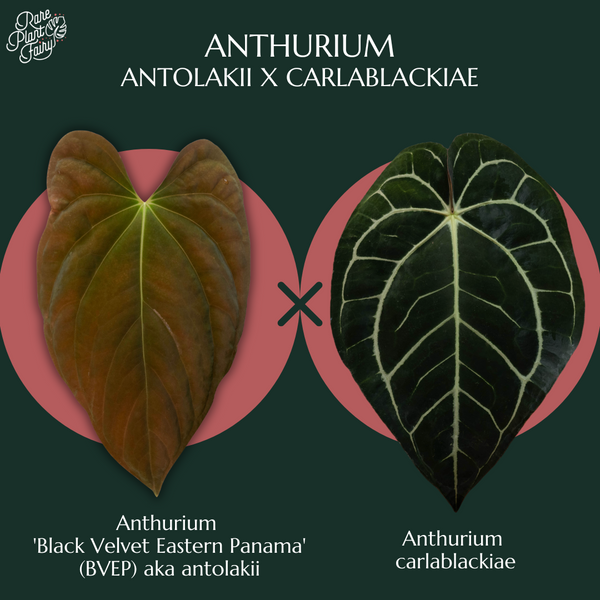 Anthurium antolakii (previously BVEP) x carlablackiae *Grower's Choice*
