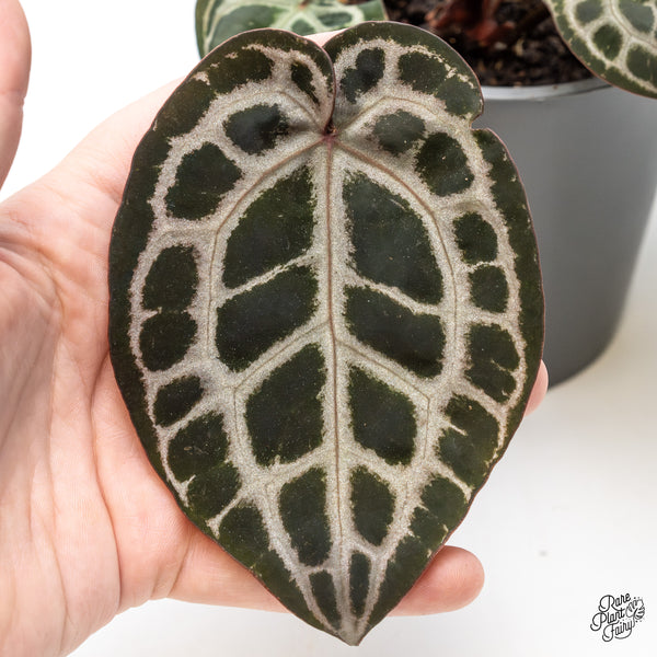 Anthurium Zara '31' x Tortoise Shell Grey '36' by DocBlock® (wk51-AA)