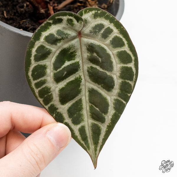 Anthurium Zara '31' x Tortoise Shell Grey '36' by DocBlock® (wk51-AA)