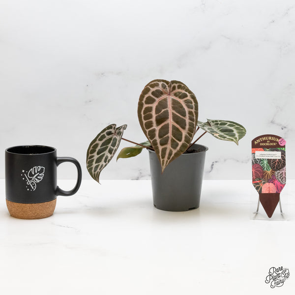 Anthurium Zara '31' x Tortoise Shell Grey '36' by DocBlock® (wk51-AA)