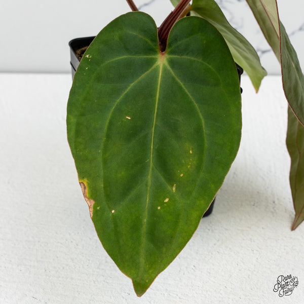 Anthurium Carlablackiae x Kunayalense (wk49-P)