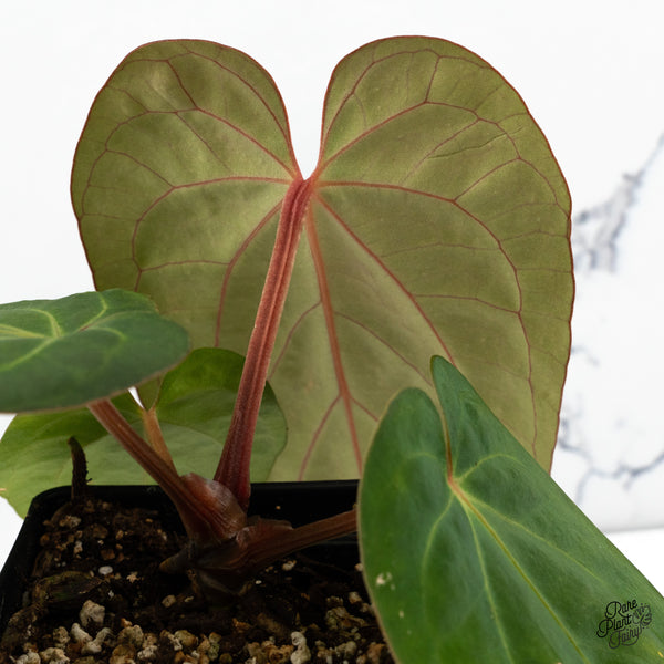 Anthurium Carlablackiae x Kunayalense (wk49-P)
