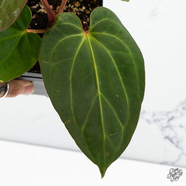 Anthurium Carlablackiae x Kunayalense (wk49-P)