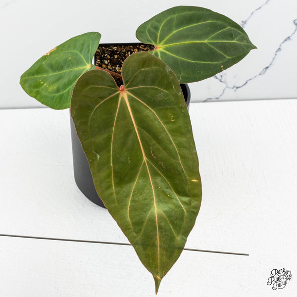 Anthurium Carlablackiae x Kunayalense (wk49-P)