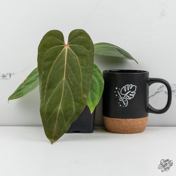 Anthurium Carlablackiae x Kunayalense (wk49-P)